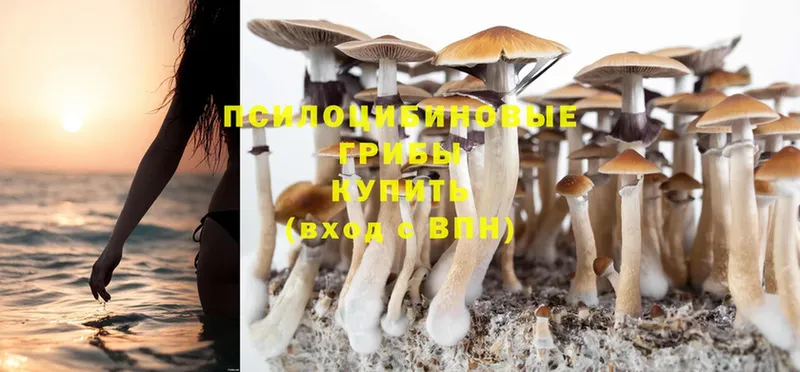 Псилоцибиновые грибы Psilocybine cubensis  Приволжск 